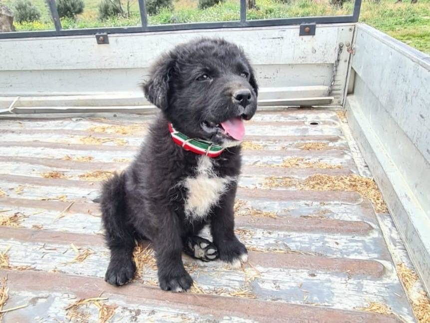 Adozione cane, maschio, Razza sconosciuta Razza sconosciuta, 3 mesi, taglia media, Catanzaro