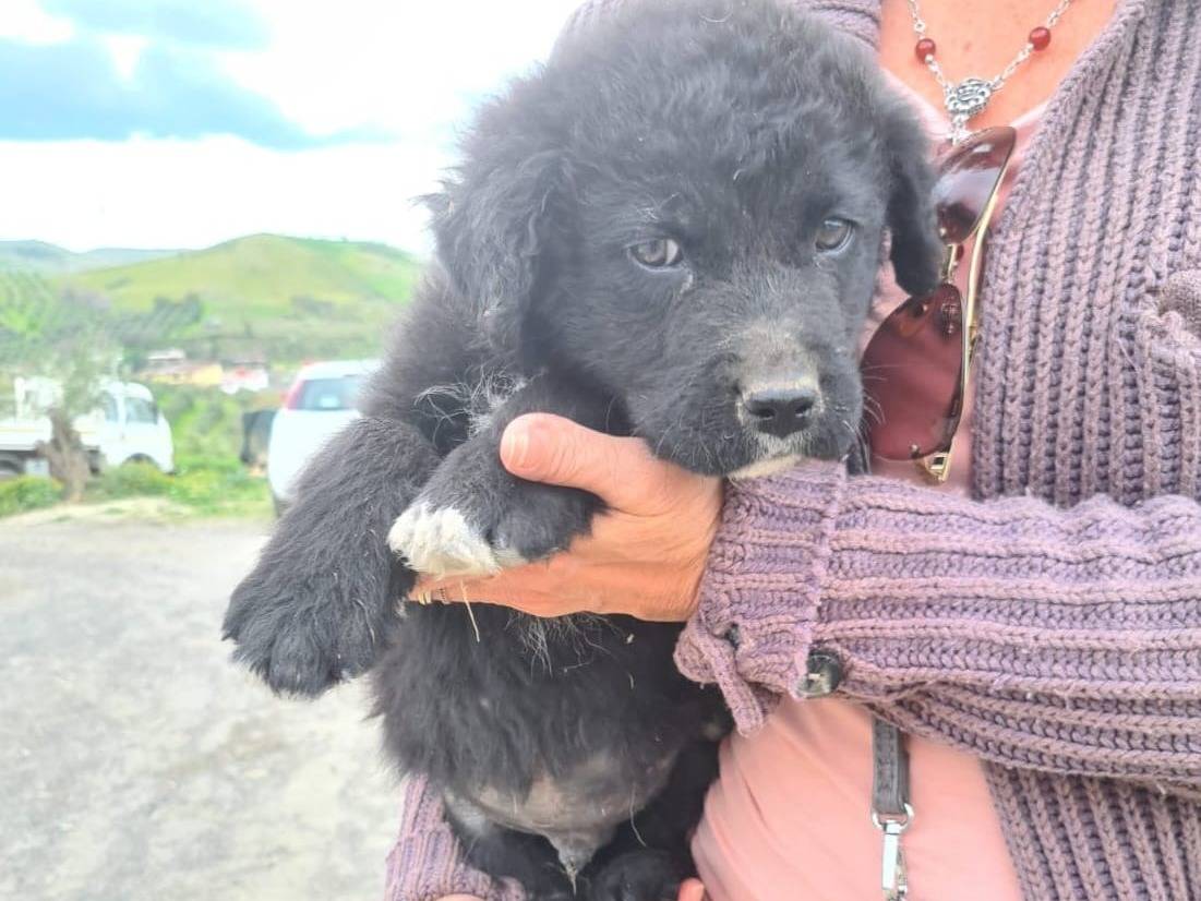 Adotta un cane, maschio, 3 mesi, Catanzaro