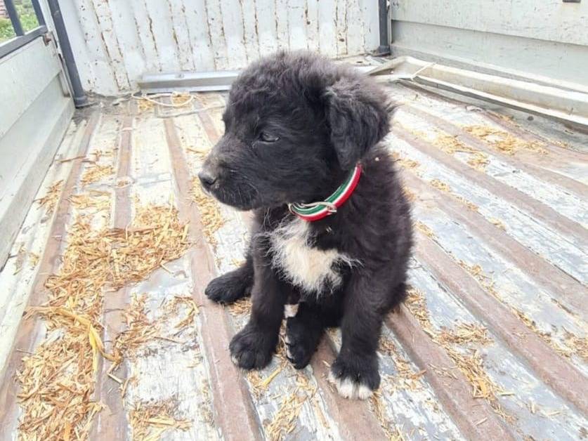 Adotta un cane, taglia media, maschio, Catanzaro