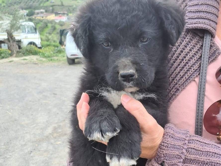 Vuoi adottare un cane a Catanzaro?