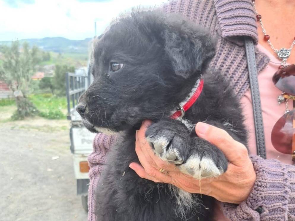 Adotta il cane Otto a Catanzaro
