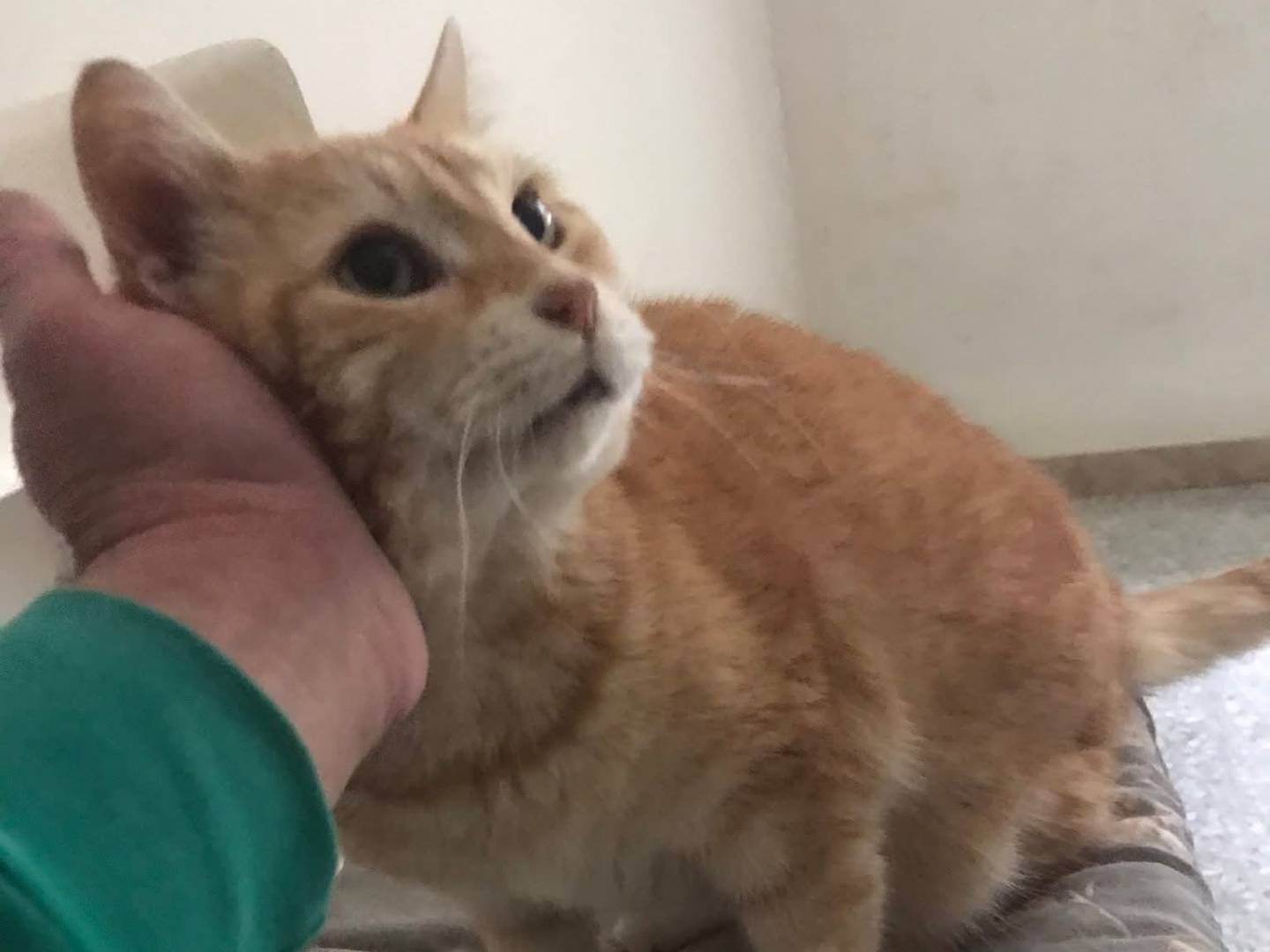 Adozione gatto, maschio, Razza sconosciuta Razza sconosciuta, 14 anni e 10 mesi, taglia non valida, Latina