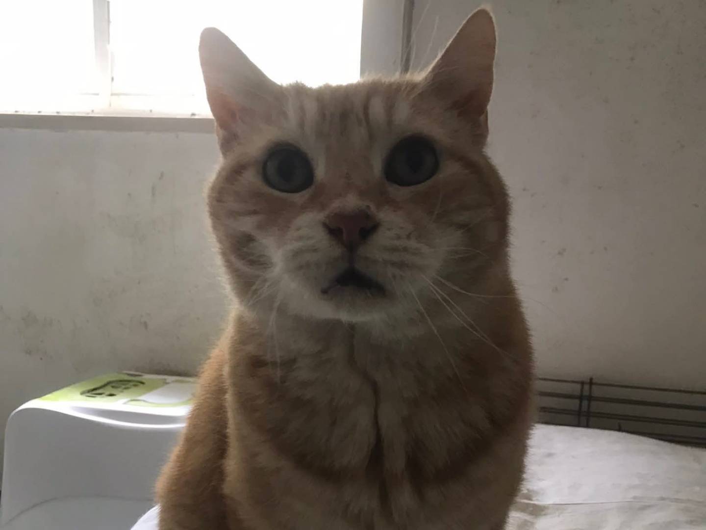 Adotta un gatto, maschio, 14 anni e 10 mesi, Latina