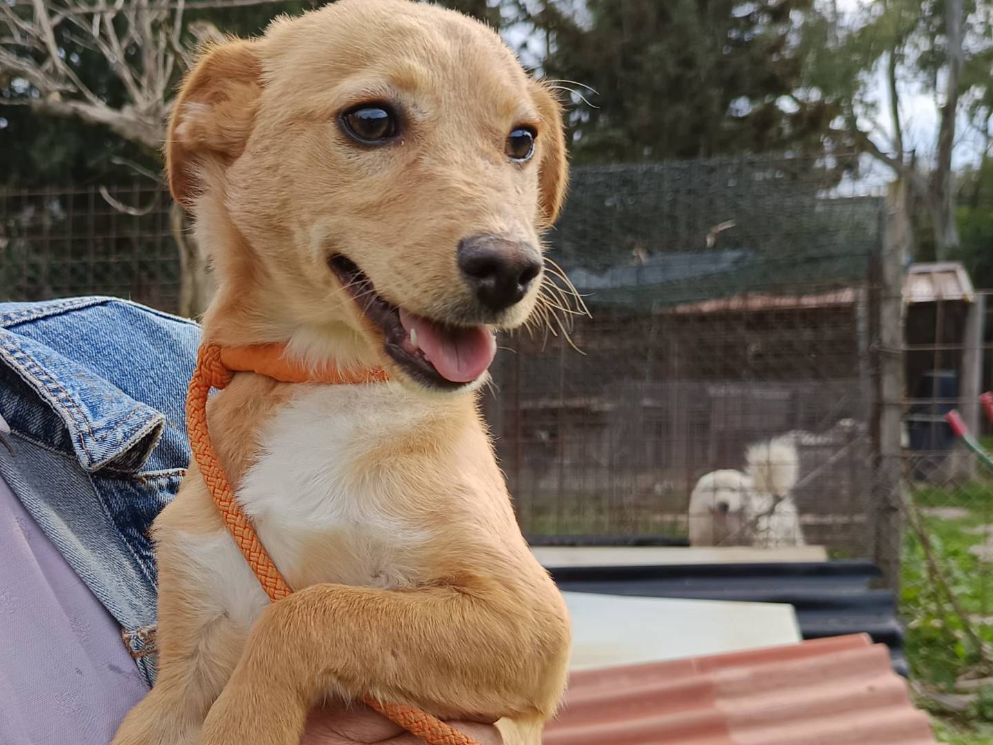 Adozione cane, maschio, Razza sconosciuta Razza sconosciuta, 5 mesi, taglia piccola, Como