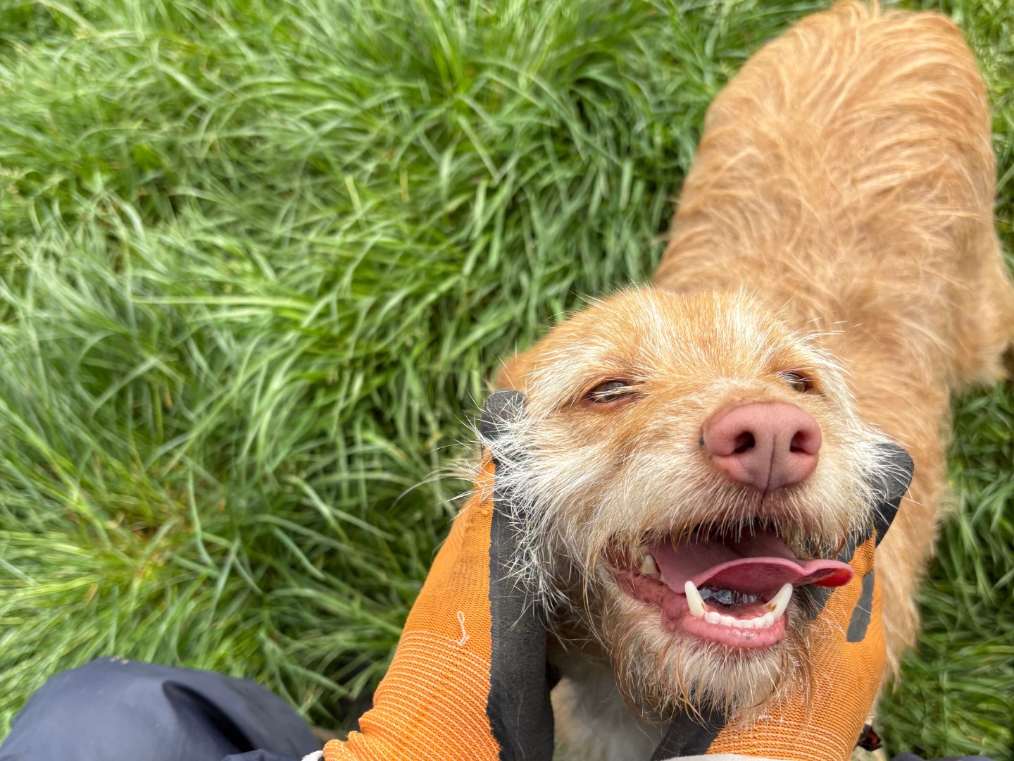 Vuoi adottare un cane a Frosinone?