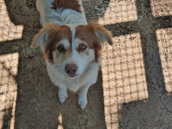 Adozione cane, femmina, Razza sconosciuta Razza sconosciuta, 1 anno e 10 mesi, taglia piccola, Benevento