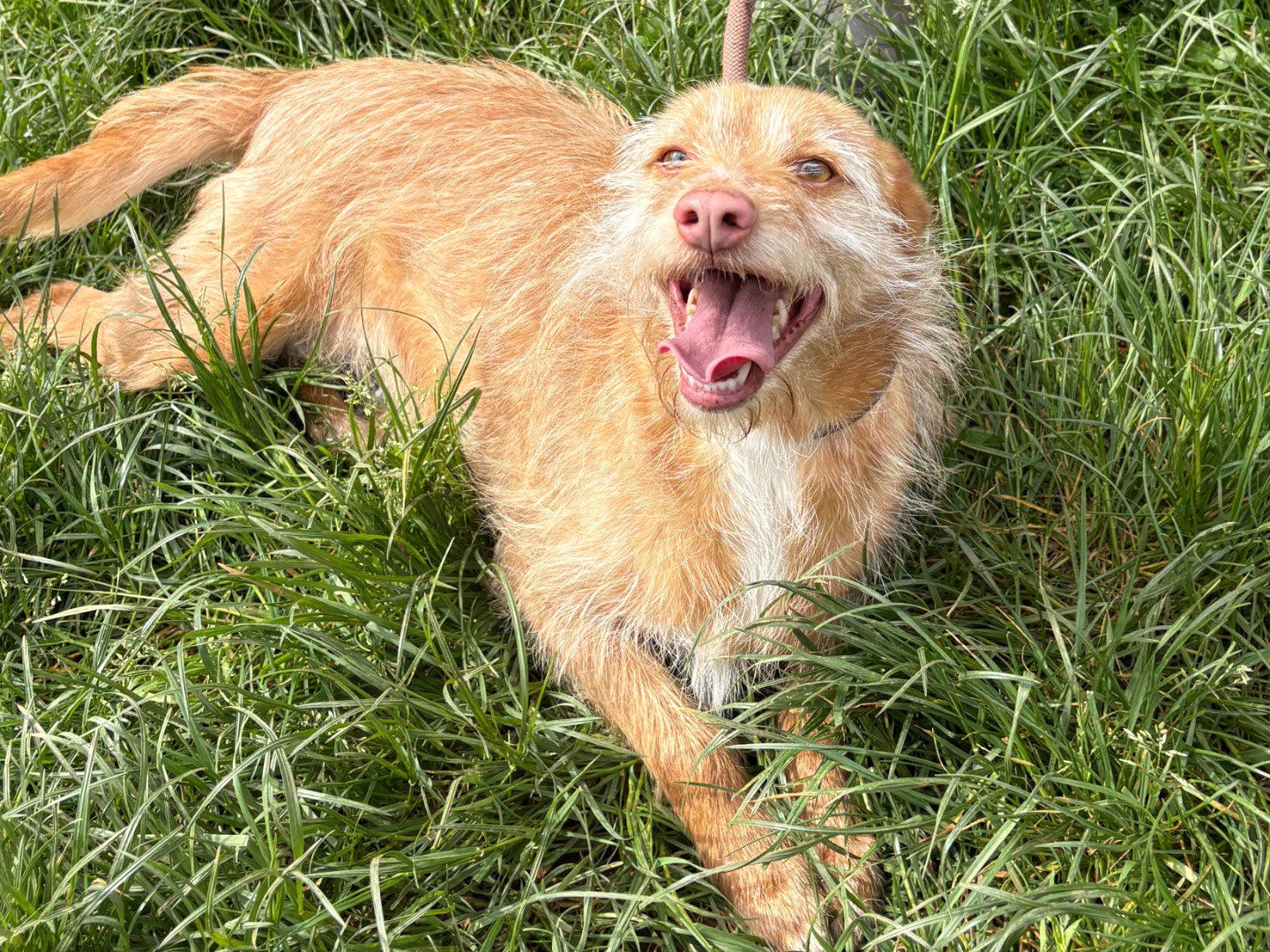 Adotta il cane Principessa a Frosinone