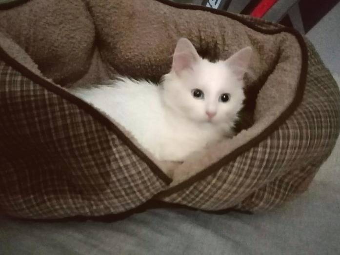 Adozione gatto, femmina, Razza sconosciuta Razza sconosciuta, 3 anni e 7 mesi, taglia non valida, Benevento