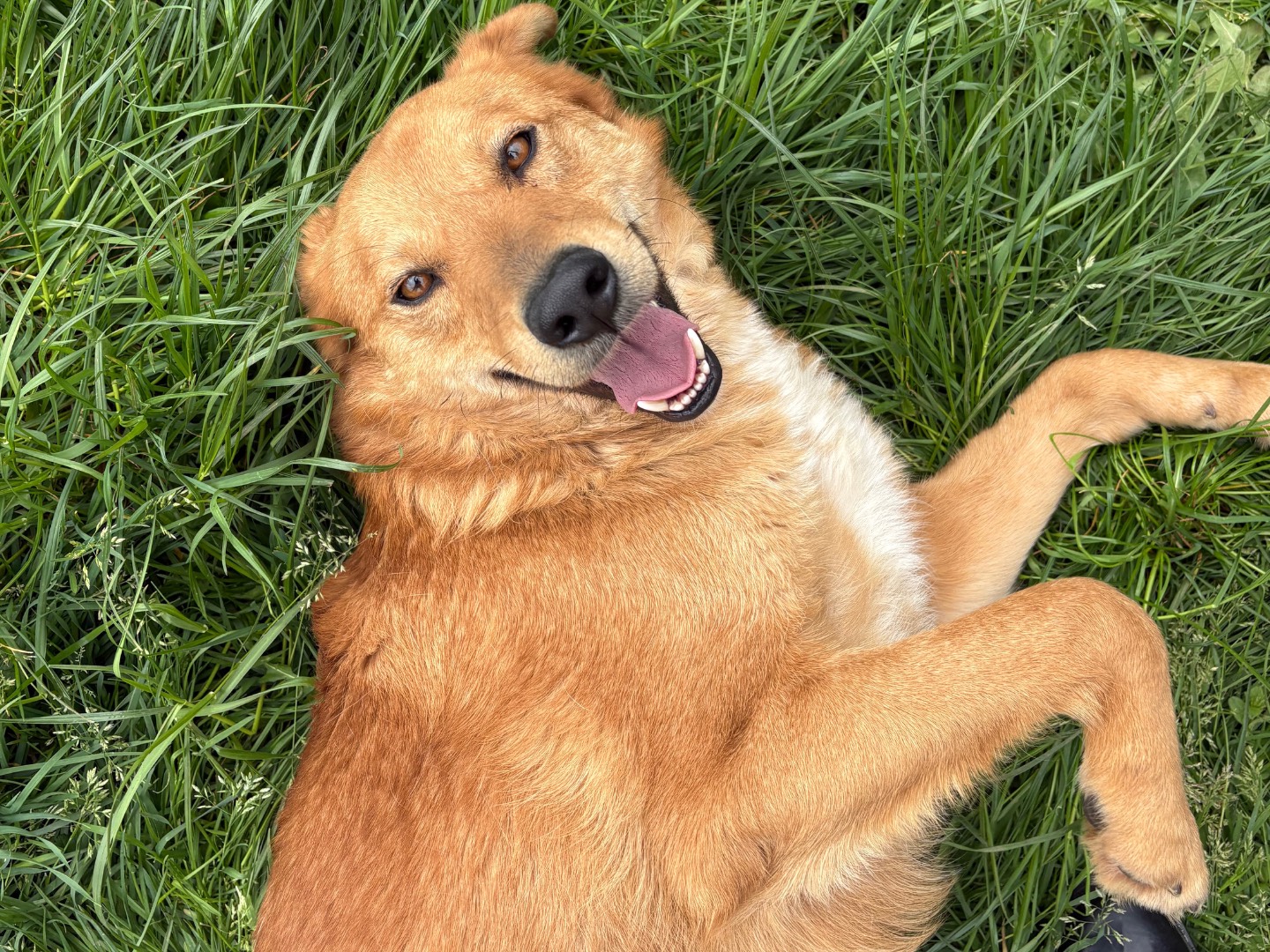 Vuoi adottare un cane a Frosinone?