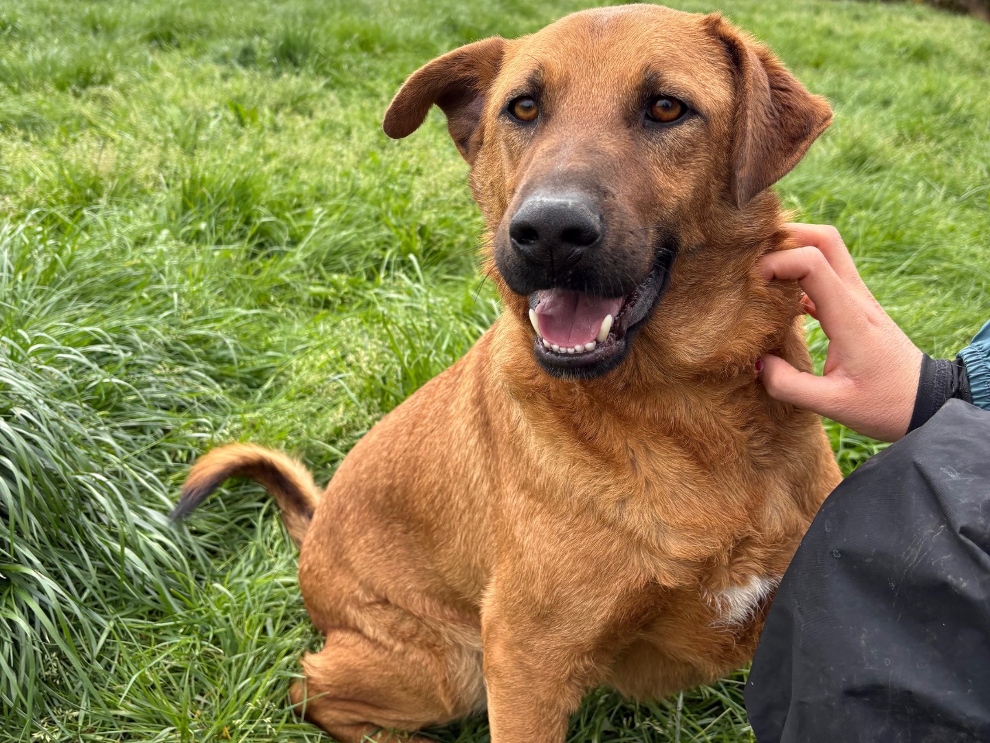 Adotta un cane, maschio, 4 anni, Frosinone