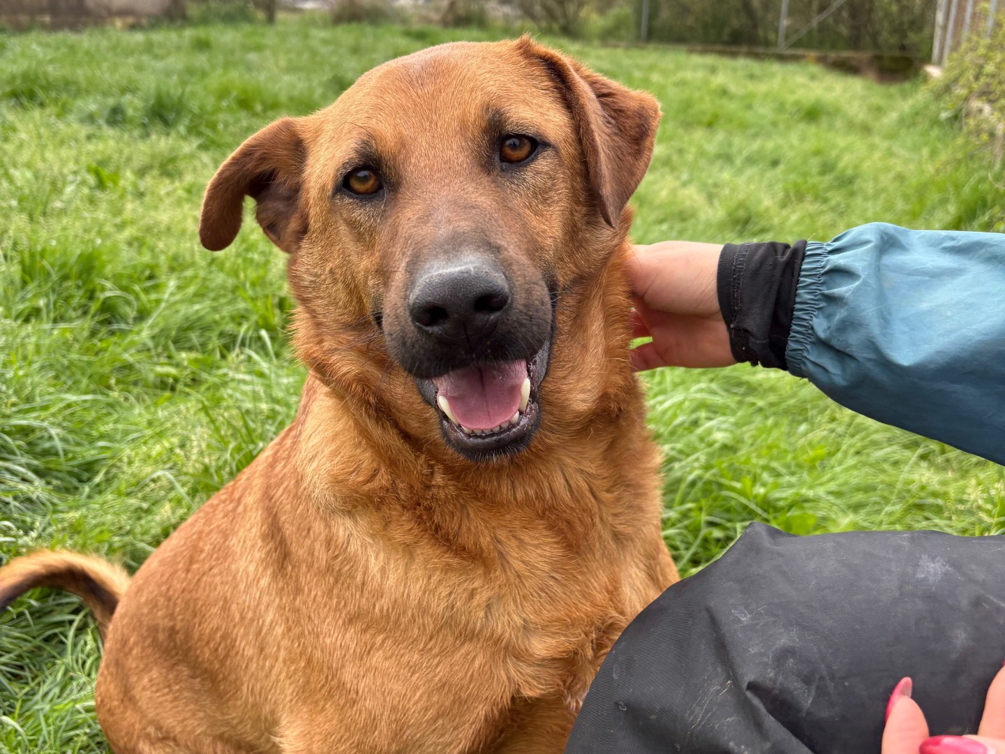 Adozione cane, maschio, Razza sconosciuta Razza sconosciuta, 4 anni, taglia media, Frosinone