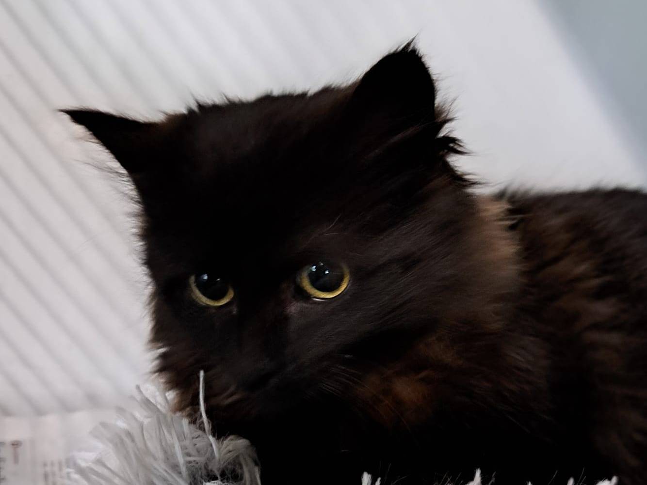 Adozione gatto, femmina, Razza sconosciuta Razza sconosciuta, 5 mesi, taglia non valida, Milano