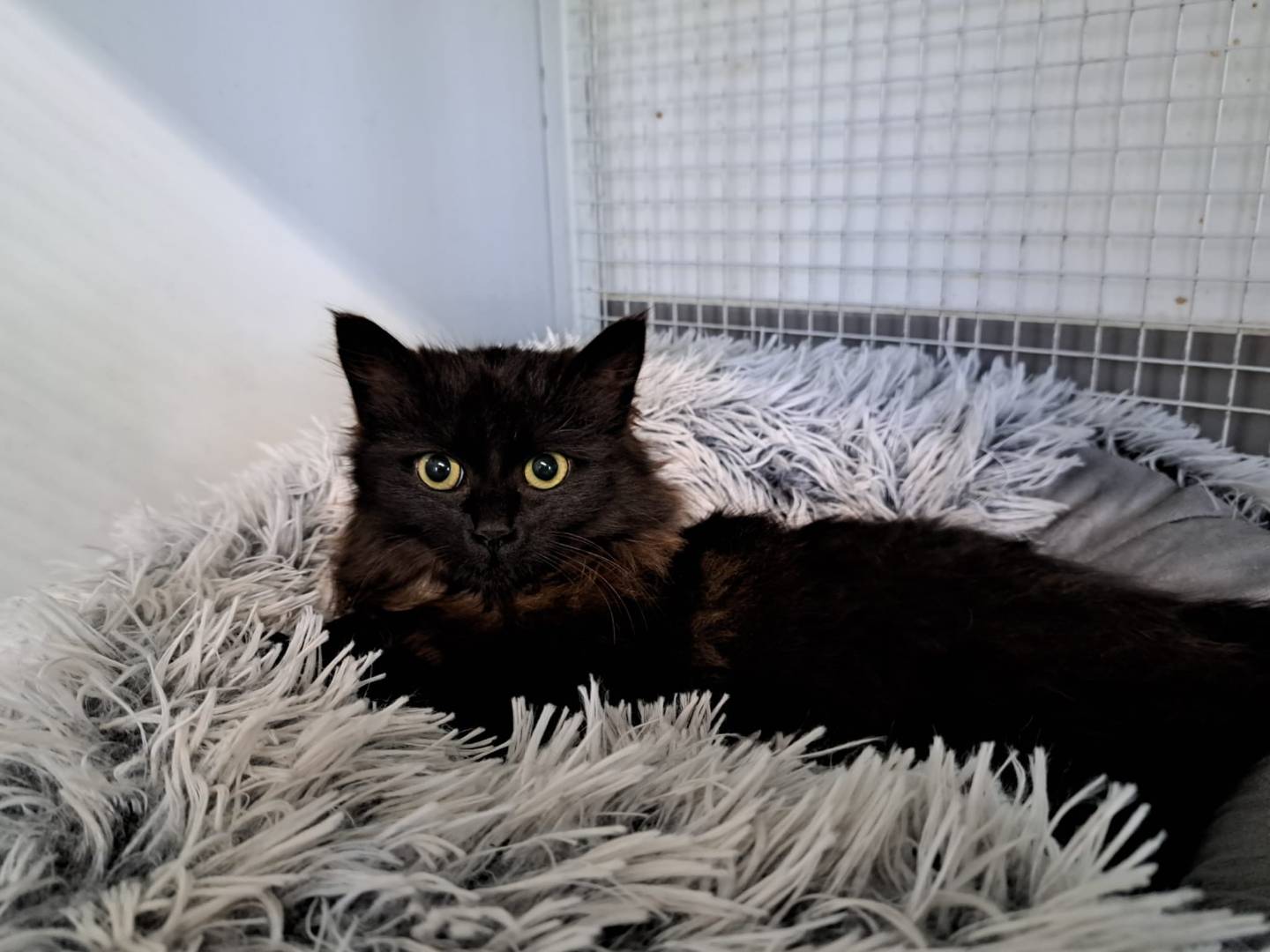 Adotta un gatto, femmina, 5 mesi, Milano