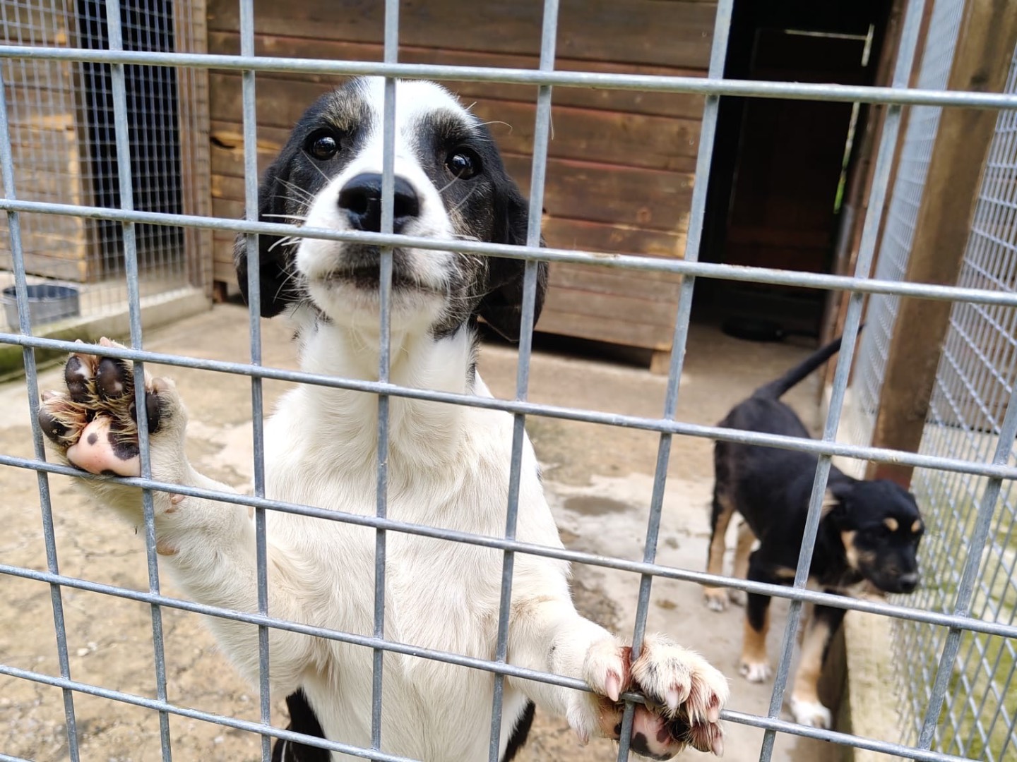 Adotta un cane, taglia media, femmina, Vibo