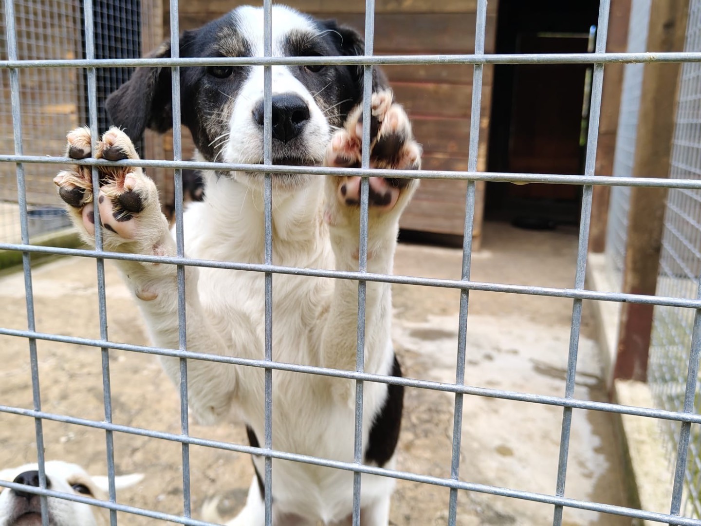Vuoi adottare un cane a Vibo?