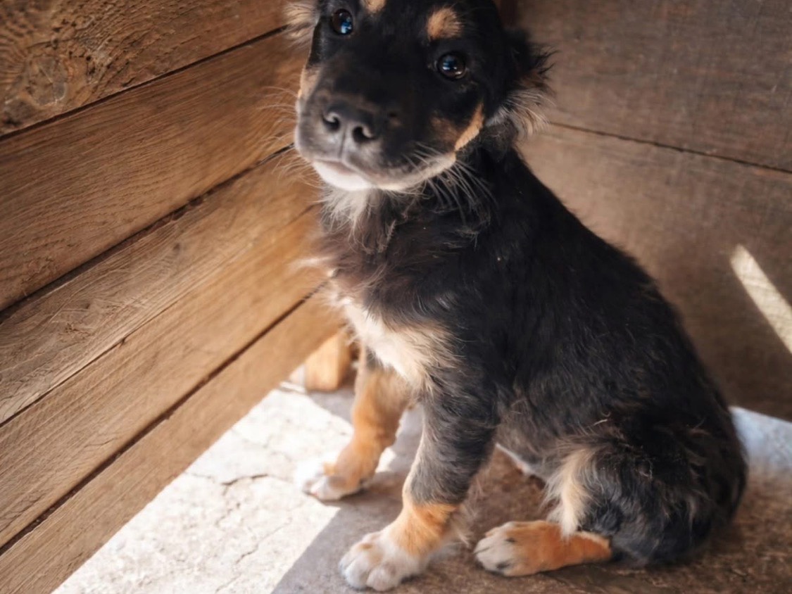 Adozione cane, femmina, Razza sconosciuta Razza sconosciuta, 4 mesi, taglia media, Vibo