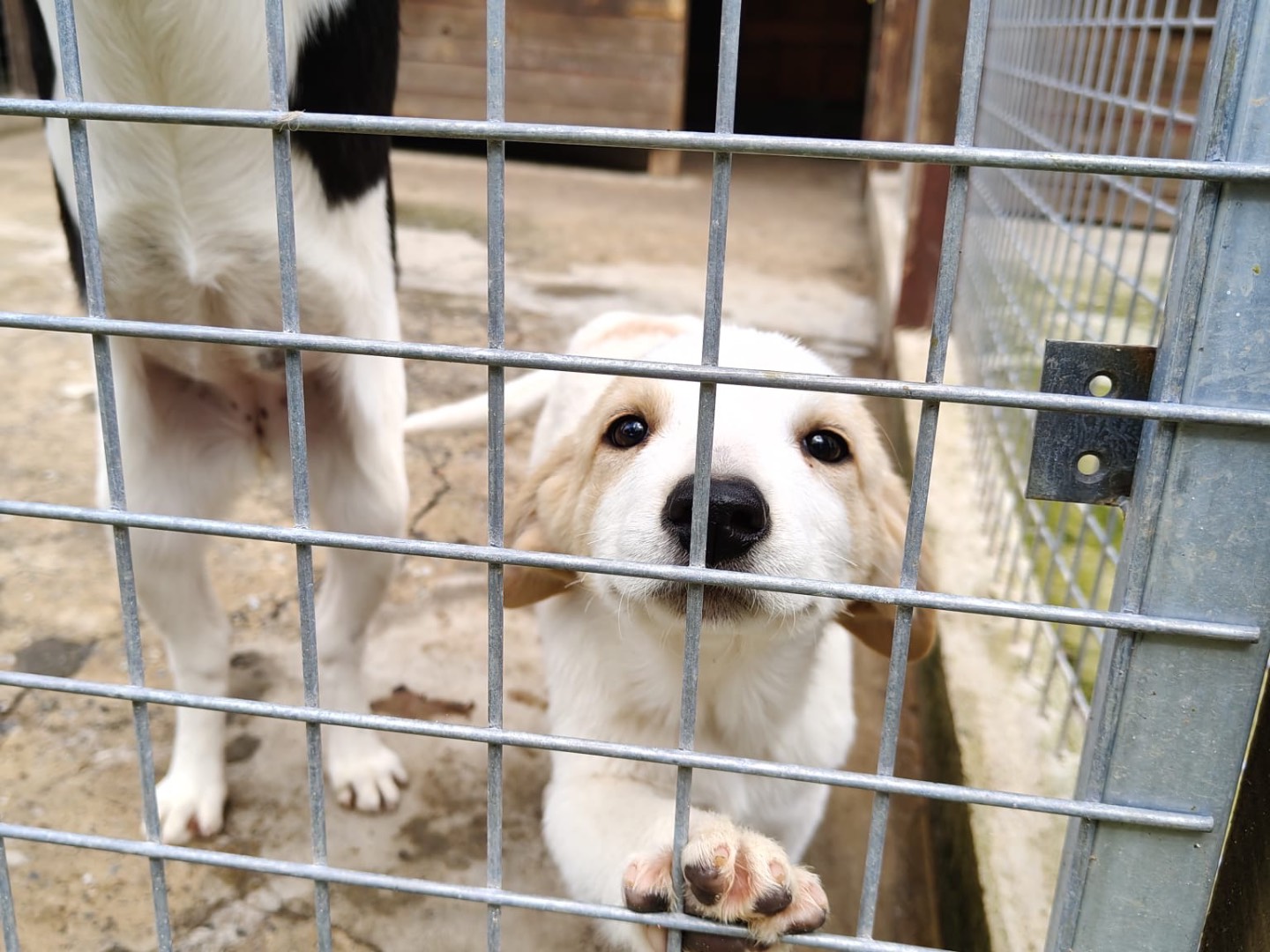 Adotta il cane Bobo a Vibo