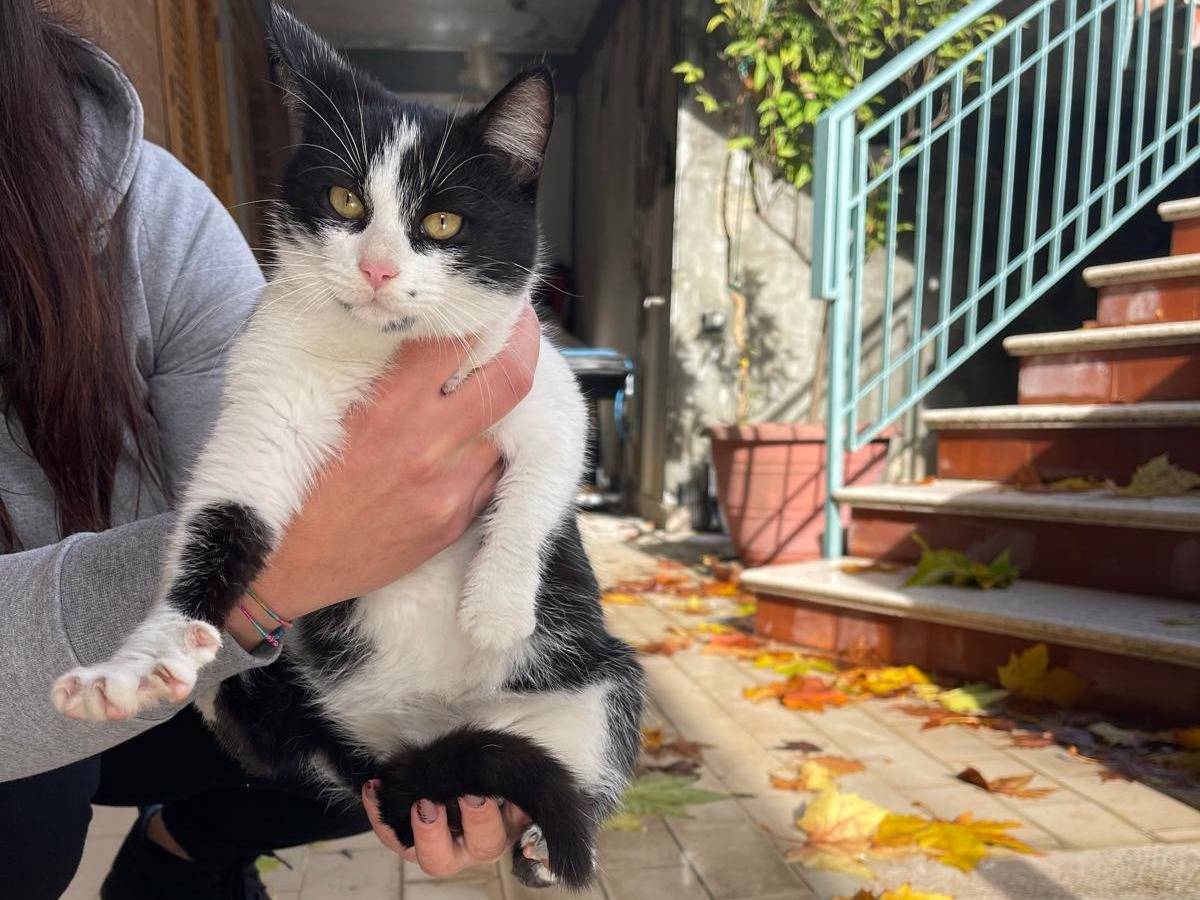 Adozione gatto, femmina, Razza sconosciuta Razza sconosciuta, 5 mesi, taglia non valida, Benevento