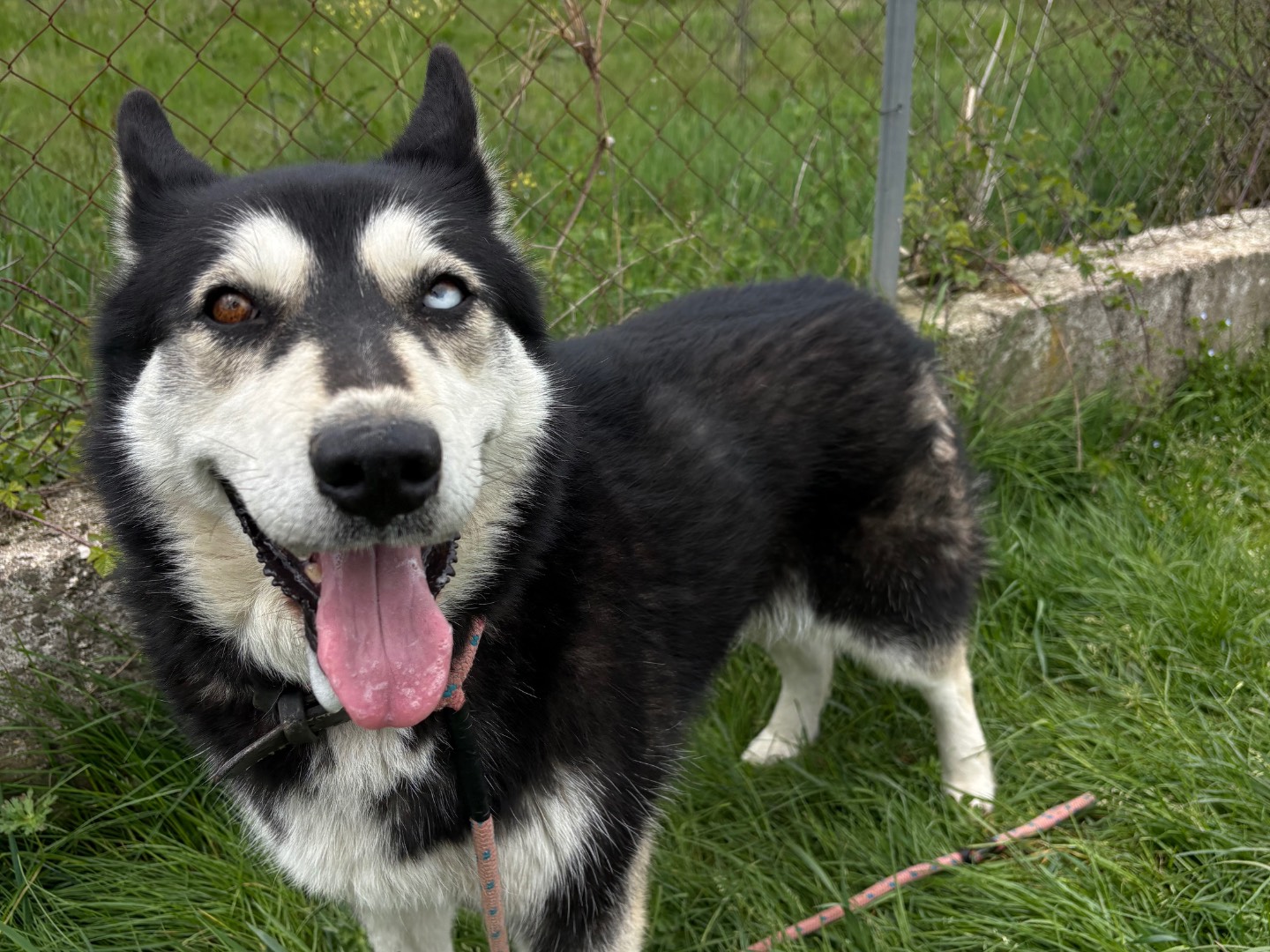 Adozione cane, femmina, Siberian Husky Razza sconosciuta, 3 anni e 8 mesi, taglia grande, Frosinone