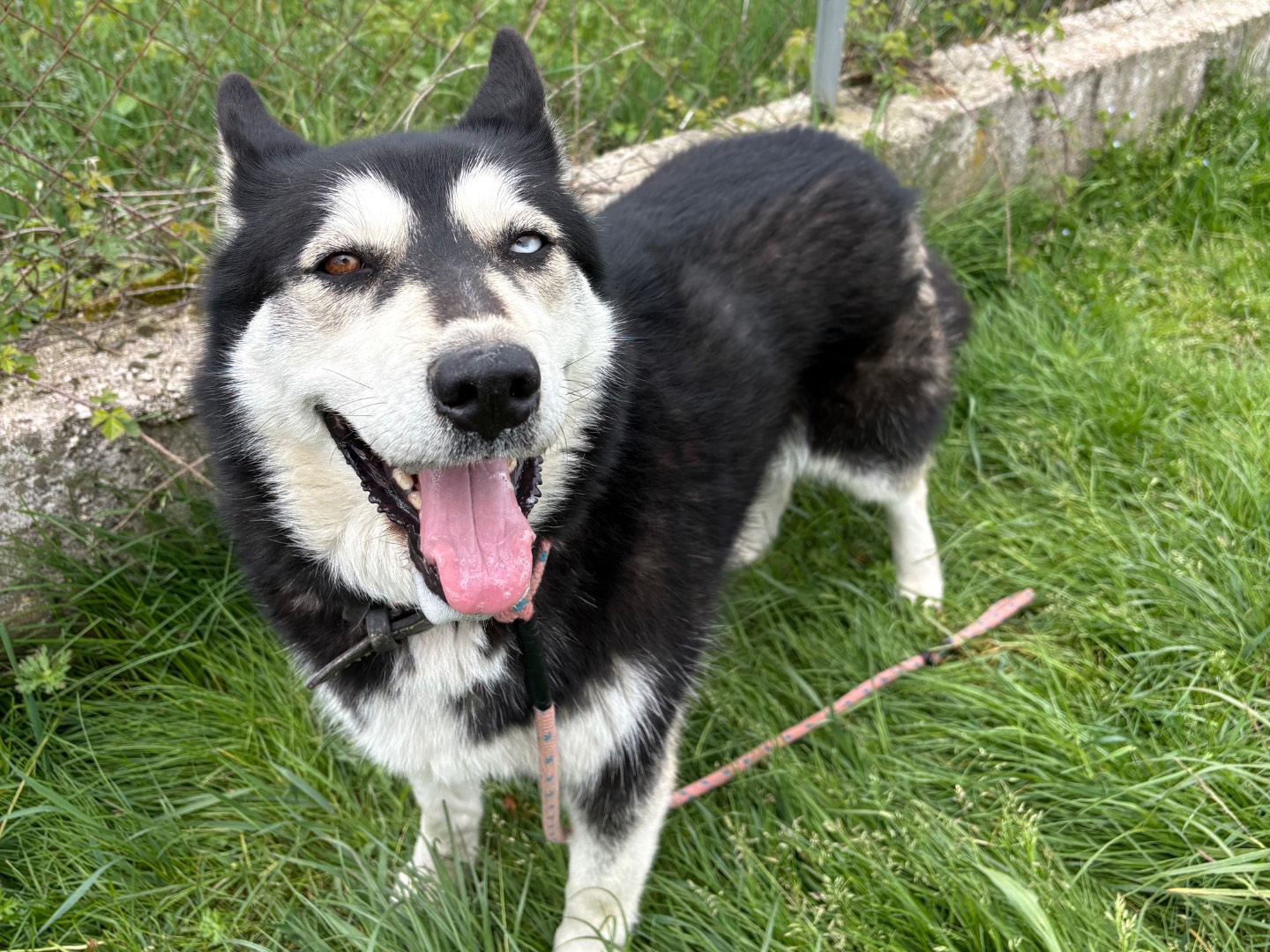 Adotta un cane, femmina, 3 anni e 8 mesi, Frosinone