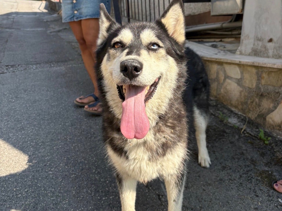 Adotta un cane, taglia grande, femmina, Frosinone
