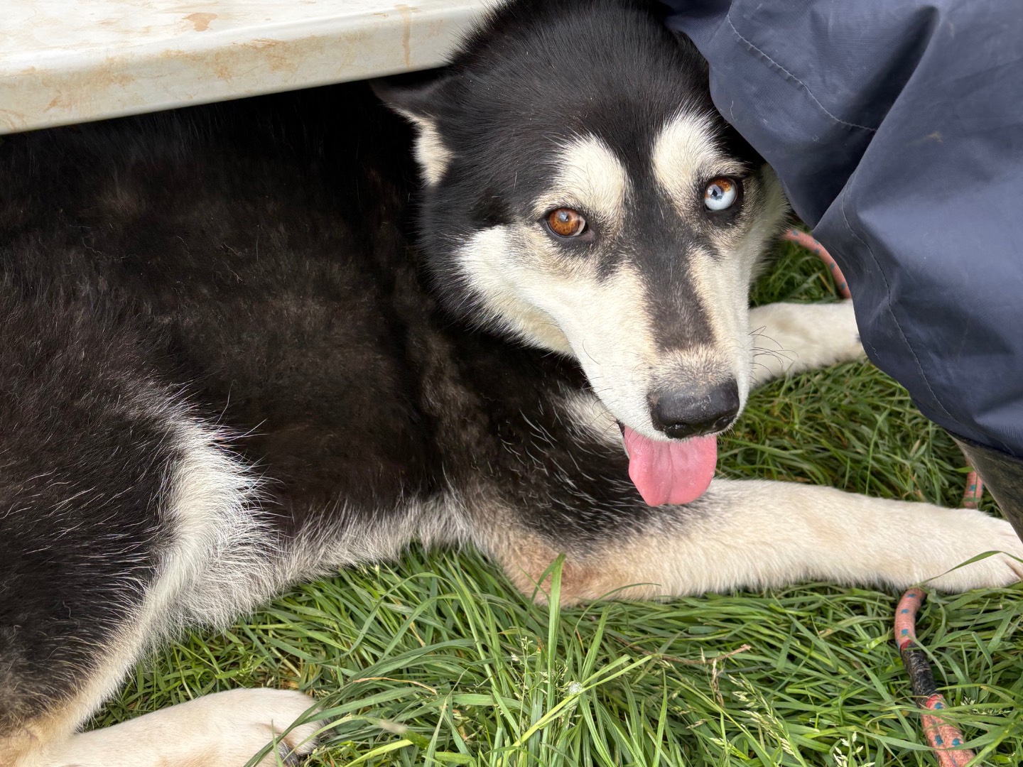 Vuoi adottare un cane a Frosinone?