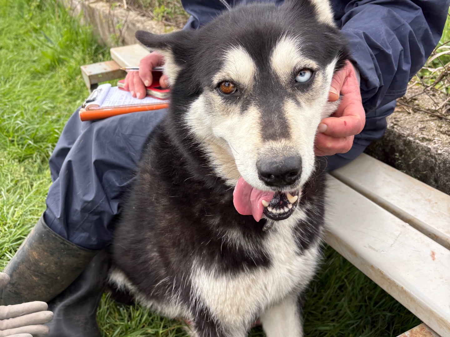 Adotta il cane Kira a Frosinone