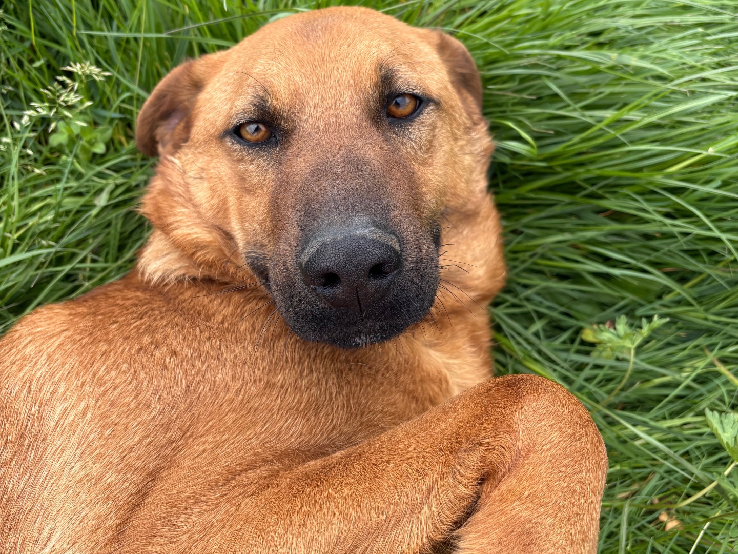 Vuoi adottare un cane a Frosinone?