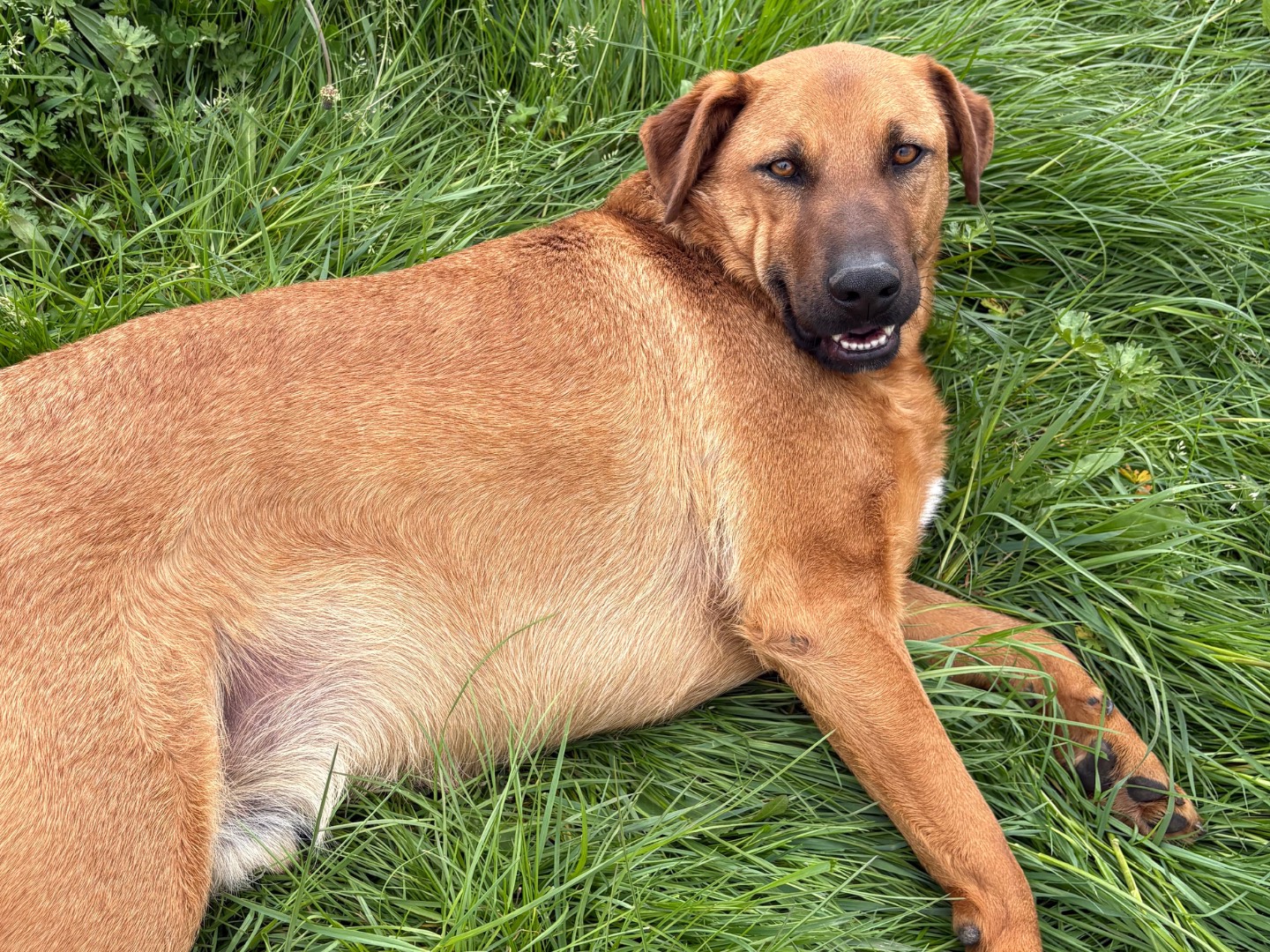 Adotta il cane Pedro a Frosinone