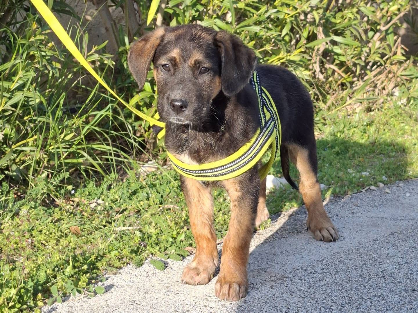 Adozione cane, maschio, Amstaff Pastore tedesco, 2 mesi, taglia media, Treviso