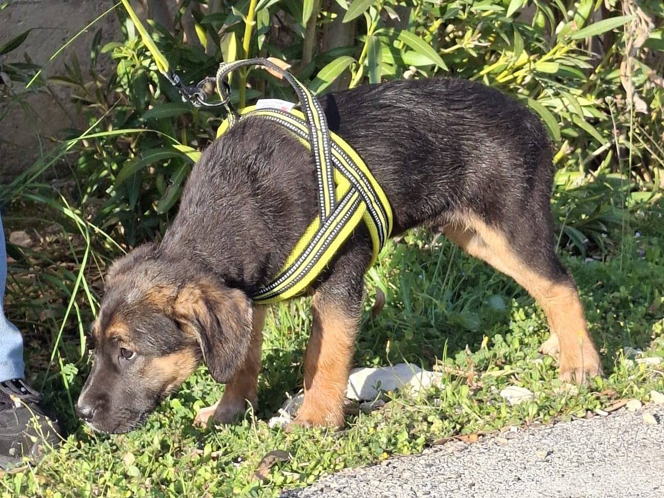 Adotta un cane, maschio, 2 mesi, Treviso