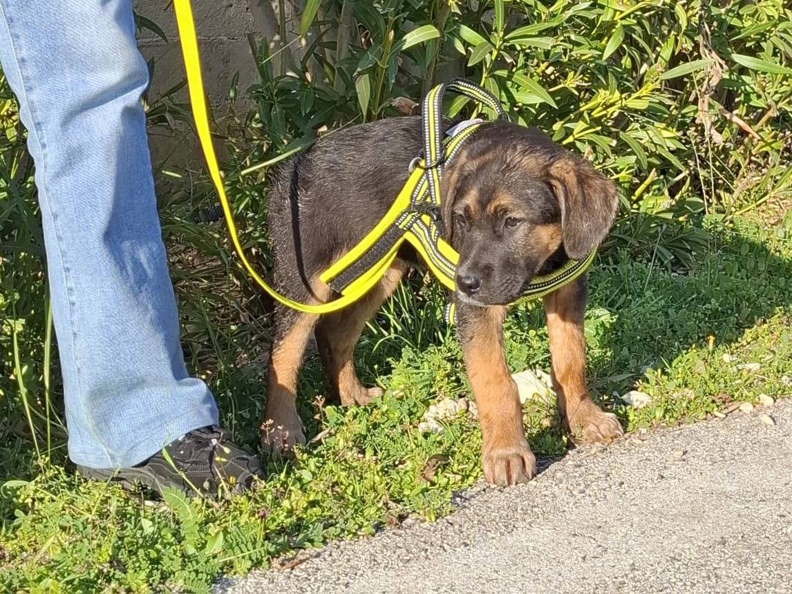 Adotta un cane, taglia media, maschio, Treviso