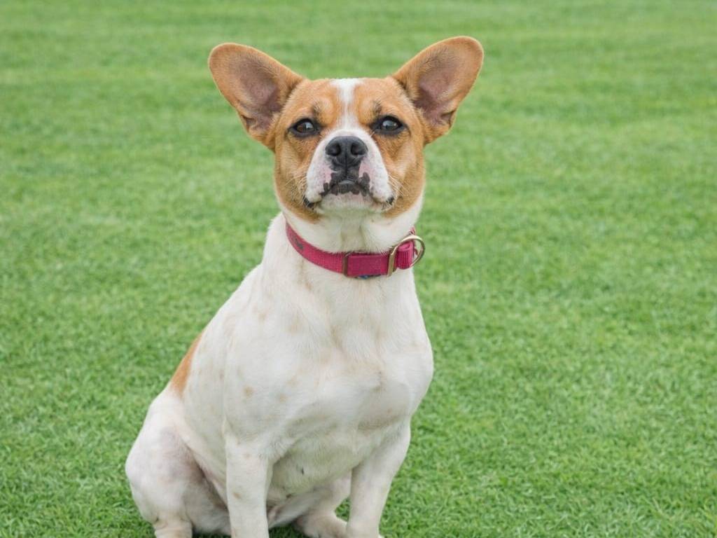 Adozione cane, femmina, Razza sconosciuta Razza sconosciuta, 1 anno, taglia media, Siracusa