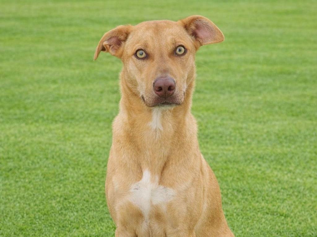 Adozione cane, femmina, Razza sconosciuta Razza sconosciuta, 10 mesi, taglia media, Siracusa