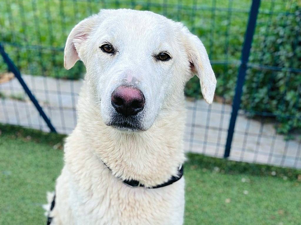 Adozione cane, maschio, Labrador Retriever Razza sconosciuta, 1 anno e 1 mese, taglia media, Siracusa