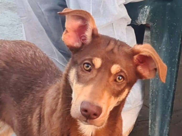 Adozione cane, maschio, Razza sconosciuta Razza sconosciuta, 8 mesi, taglia media, Barletta