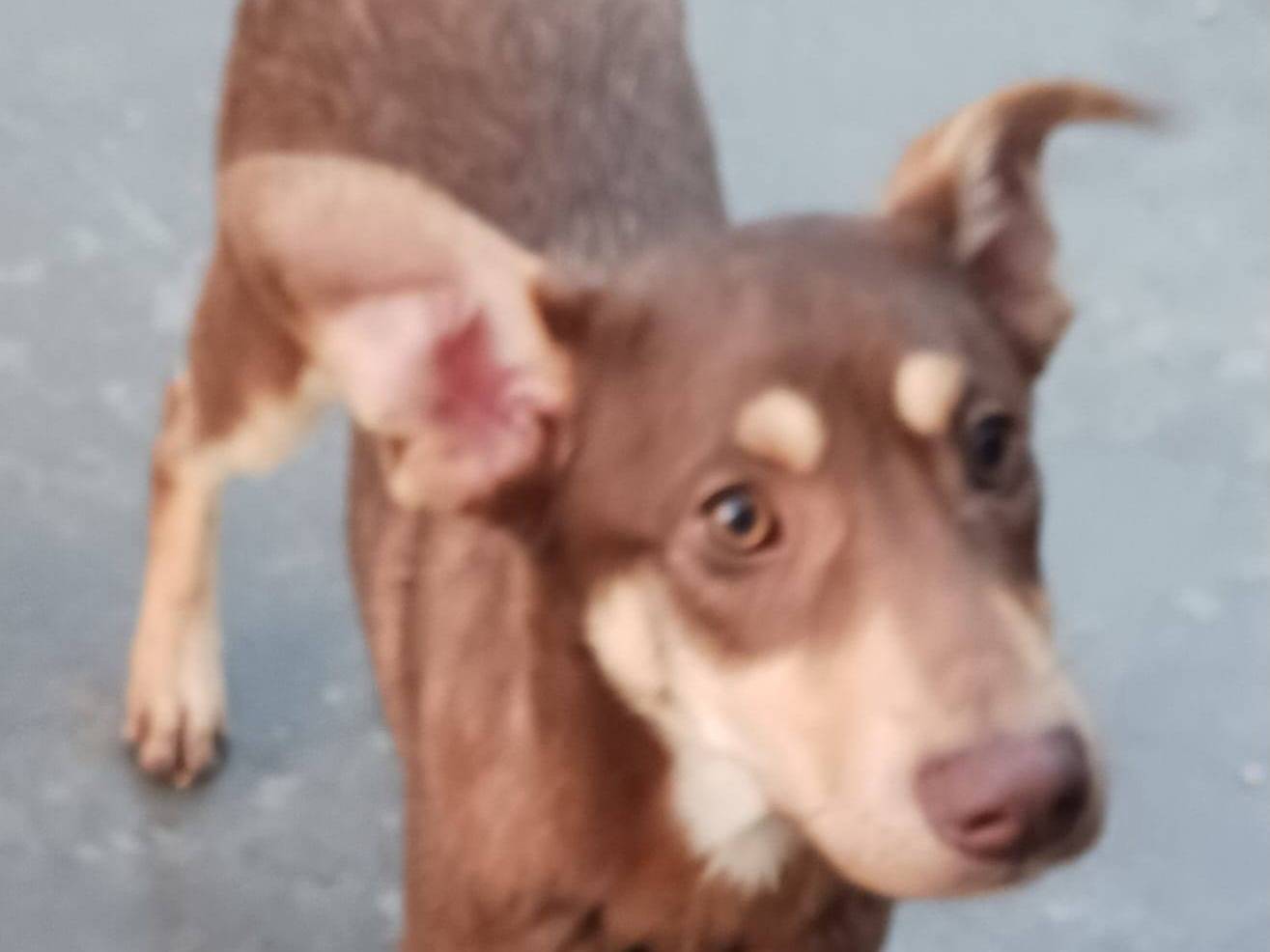 Adotta un cane, maschio, 8 mesi, Barletta