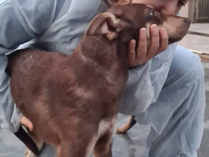 Adotta un cane, taglia media, maschio, Barletta