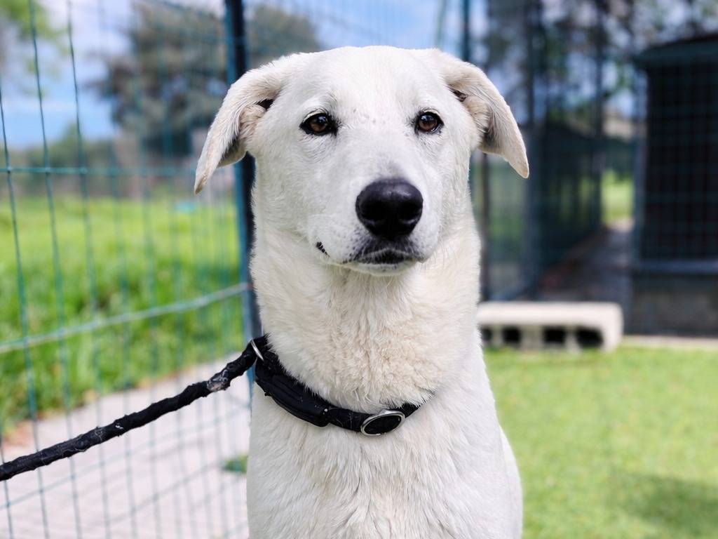 Adozione cane, femmina, Labrador Retriever Razza sconosciuta, 1 anno e 1 mese, taglia media, Siracusa