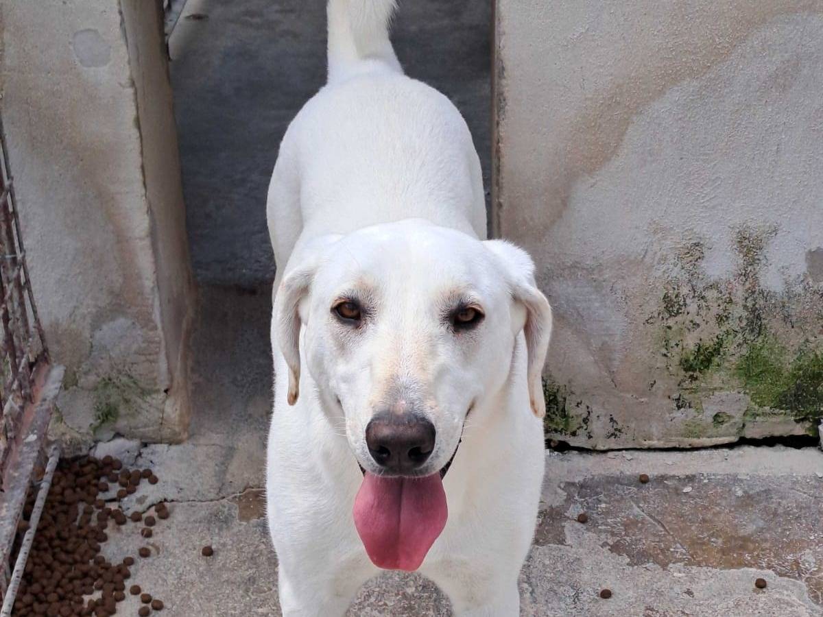 Adotta un cane, femmina, 1 anno e 5 mesi, Barletta