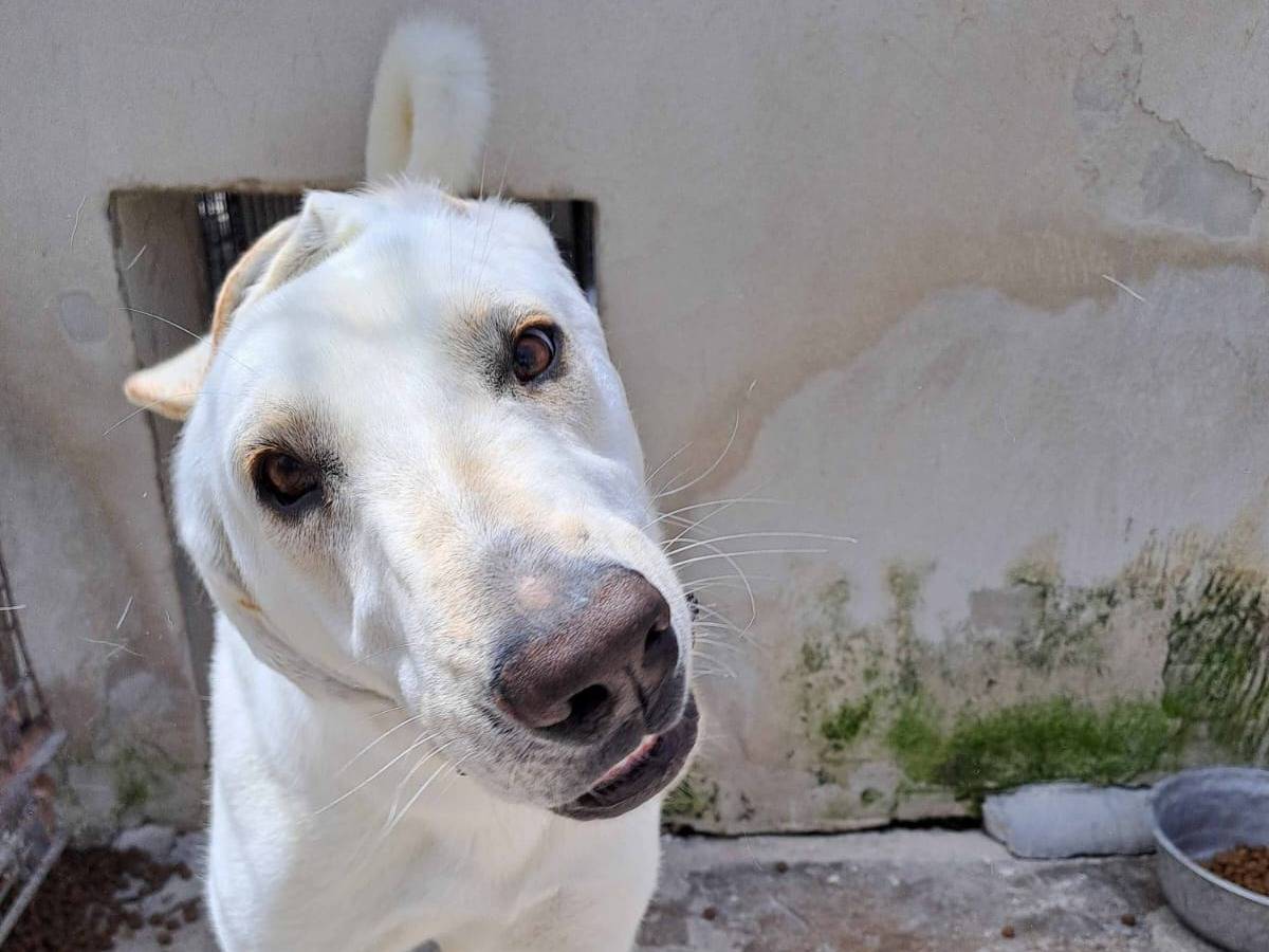 Vuoi adottare un cane a Barletta?
