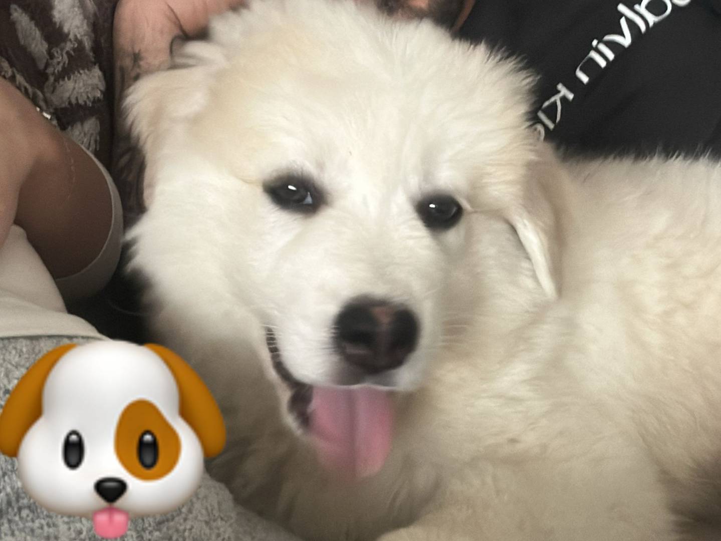 Adozione cane, maschio, Pastore maremmano Razza sconosciuta, 2 mesi, taglia media, Milano