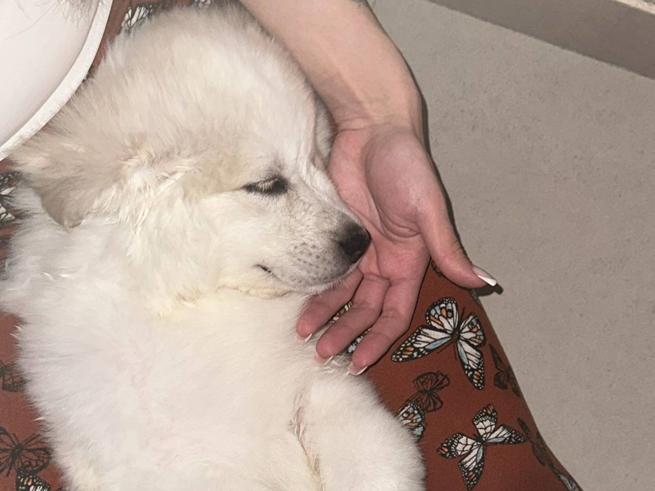 Adotta un cane, maschio, 2 mesi, Milano