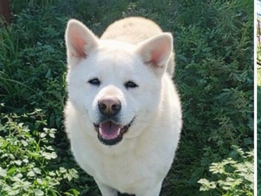 Adozione cane, femmina, Akita Razza sconosciuta, 8 anni e 2 mesi, taglia grande, Napoli