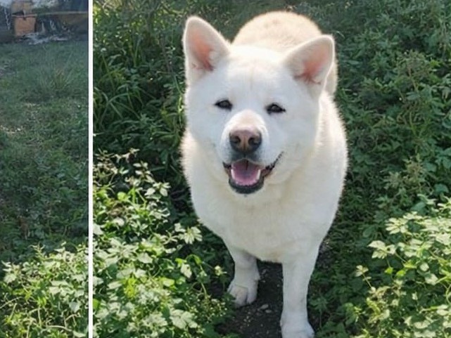 Adotta il cane Clarissa a Napoli