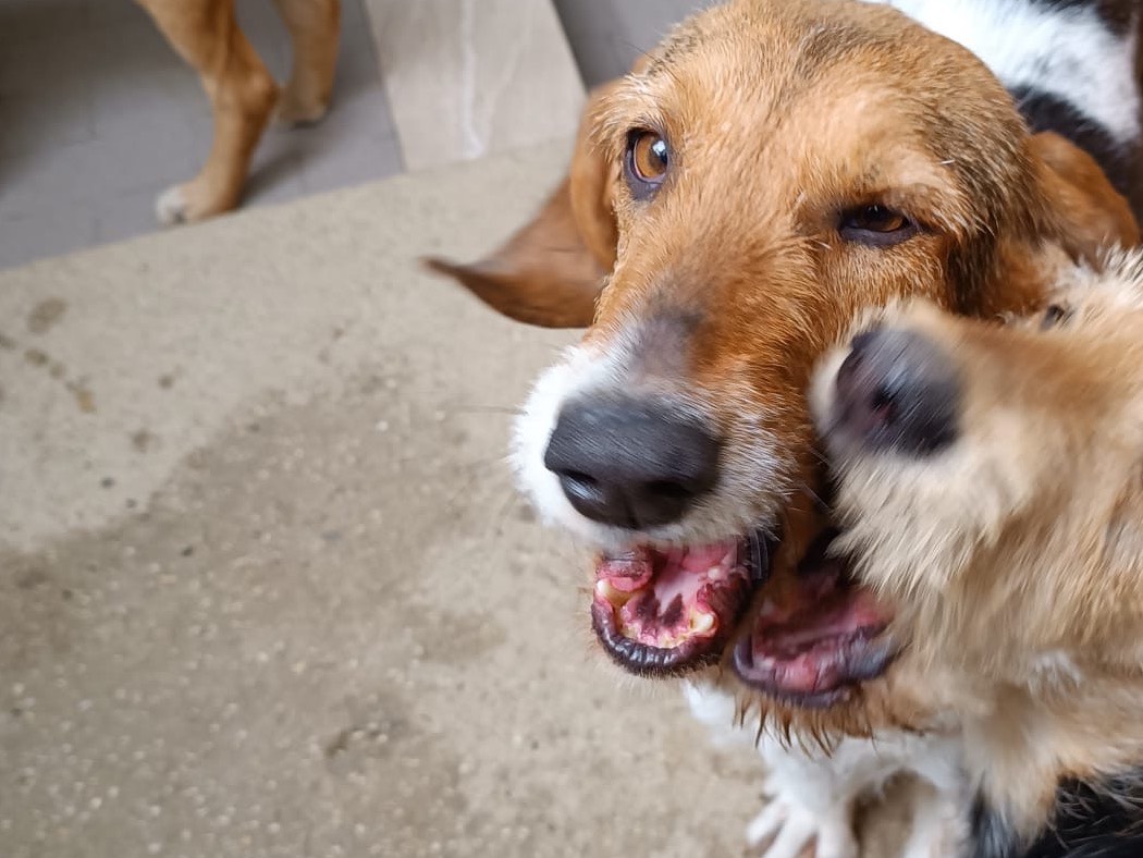 Adotta il cane Armonia a Pescara