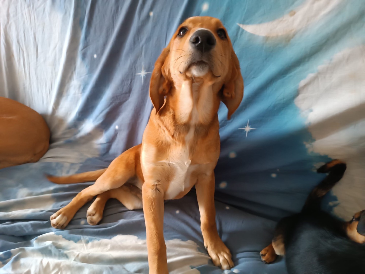 Adotta un cane, maschio, 2 mesi, Pescara