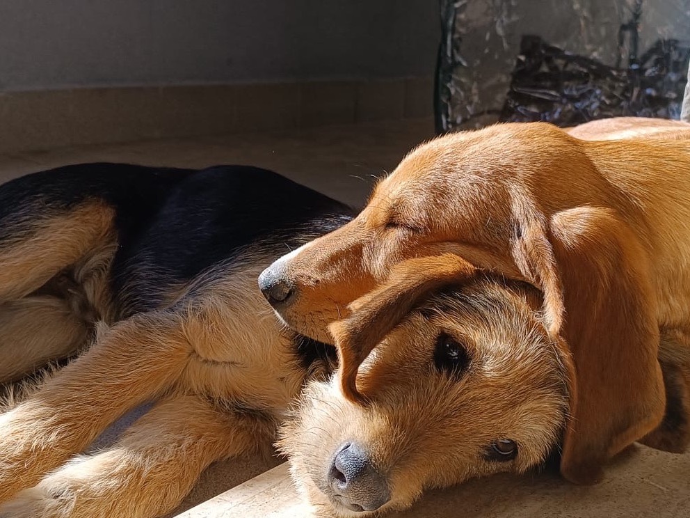 Adotta un cane, taglia media, maschio, Pescara