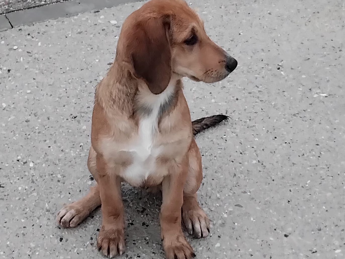 Vuoi adottare un cane a Pescara?