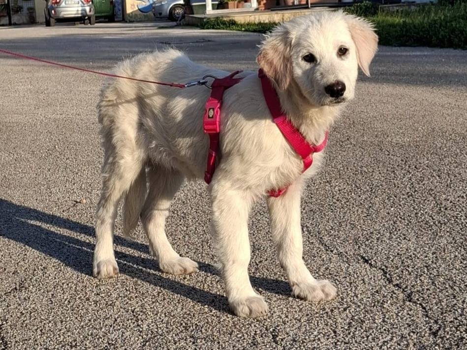 Vuoi adottare un cane a Aosta?